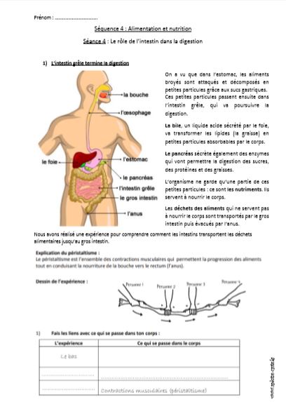 CorrigÃ© des exercices sur Â« l'appareil digestif  - Poly-Prepas